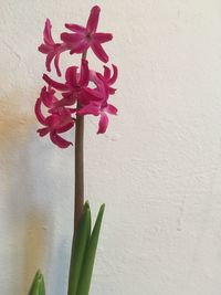 Close-up of pink flowering plant against wall