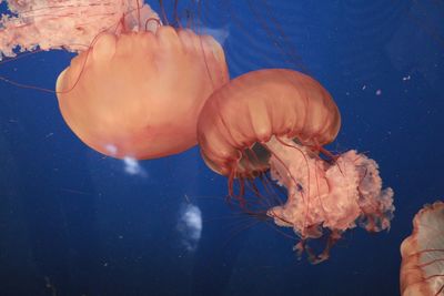 Close-up of jellyfish in aquarium