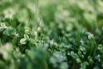 Close-up of purple flowering plants on field