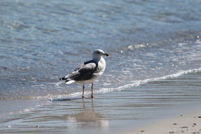 Seagull perching on shore at beach
