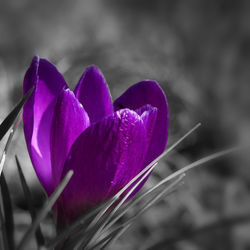 Close-up of purple crocus flower