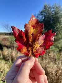 Close-up of hand holding maple leaf during autumn