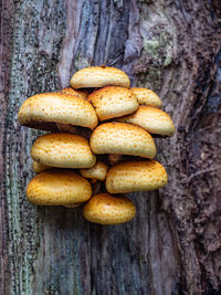 Honey fungus, family armillaria mushroomon trunk in a forest. nice muschroom