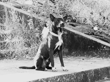 Dog looking at camera