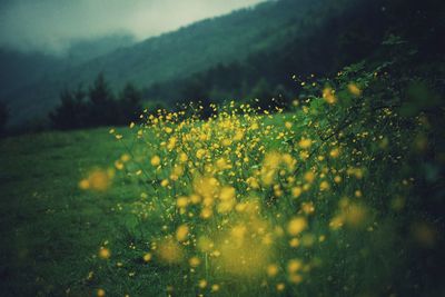 Close-up of yellow flowering plants on field