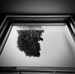 High angle view of trees and window in building