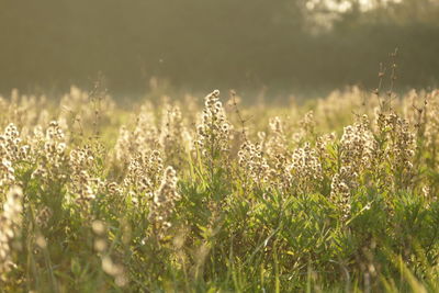 View of stalks growing in field