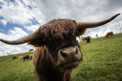 Cows on field against sky