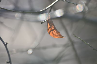 Close-up of dry leaf against blurred background