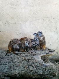 Meerkats on fallen tree against wall