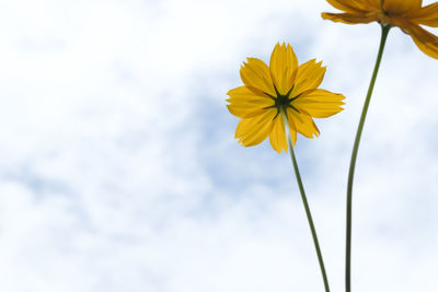 Low angle view of yellow flowering plant against sky