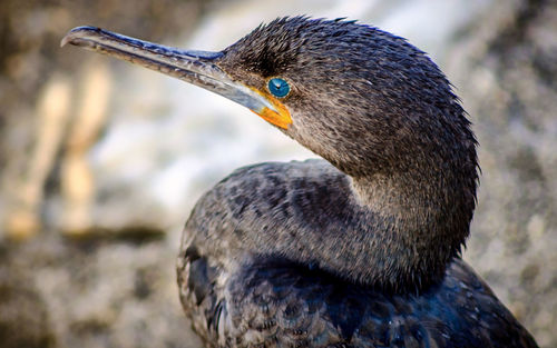 Close-up of duck