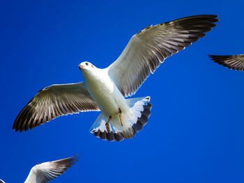 Low angle view of seagulls flying against blue sky