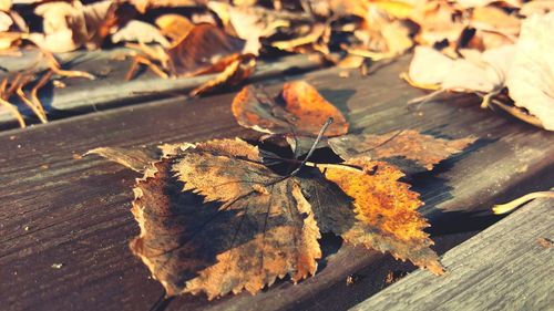 Close-up of dry maple leaves on wood