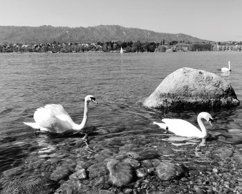 Swans swimming in lake