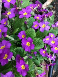 High angle view of fresh flowers blooming outdoors