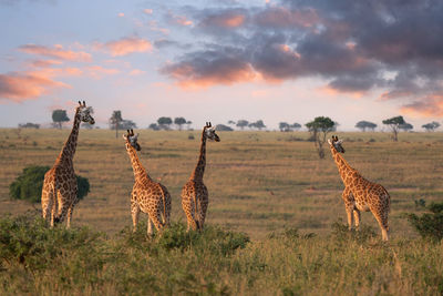 Baringo giraffe,giraffa camelopardalis, murchison falls national park, uganda