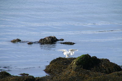 Swan on lake against sky