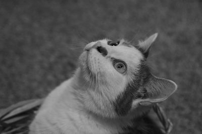 Close-up of cat sitting at home