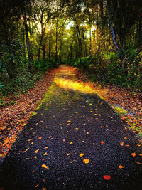 Autumn leaves on road in forest