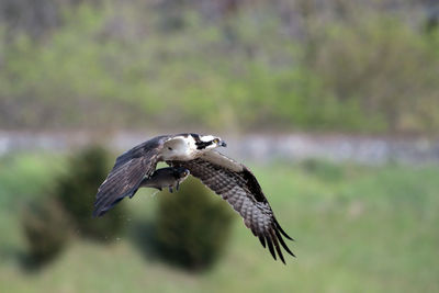 Osprey flying with dead fish