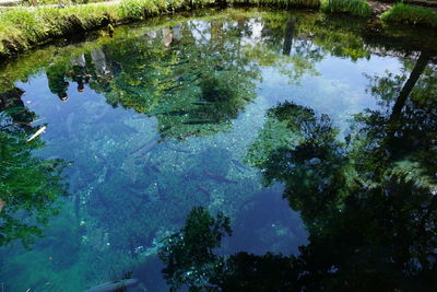 Reflection of trees in water