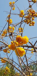 Low angle view of yellow flowers blooming on tree