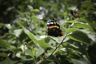 Close-up of butterfly on plant