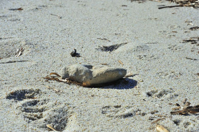 High angle view of shell on sand