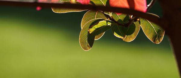 Close-up of water drops on leaf