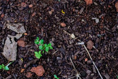 Close-up of plants growing on field