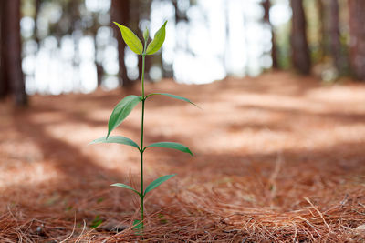 Close-up of plant