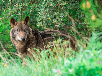 Portrait of an animal