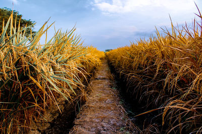 Scenic view of agricultural field against sky