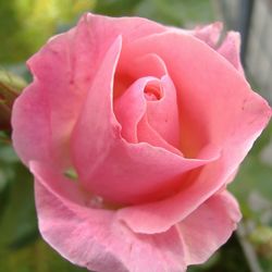 Close-up of pink rose