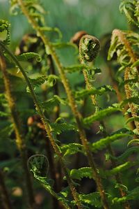 Close-up of fern plants