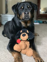 Portrait of dog sitting in toy