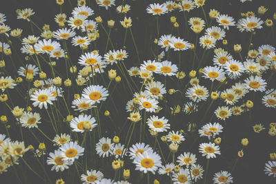 Full frame shot of yellow flowers blooming outdoors