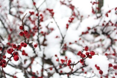 Close-up of berries on tree