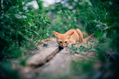 Portrait of a cat