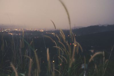 Close-up of flowers on field against sky at night