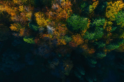 Full frame shot of plants and trees during autumn