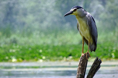 High angle view of gray heron perching on tree