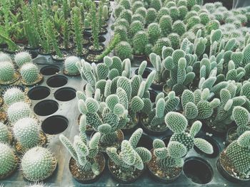 High angle view of succulent plants