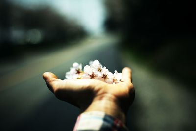 Close-up of hand holding flower