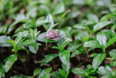 Close-up of a plant