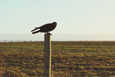 Bird perching on wooden post