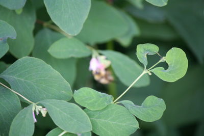 Close-up of green leaves
