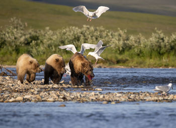 Young brown bears fight over a captured king salmon