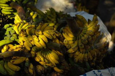 Close-up of yellow flowers on plant for sale